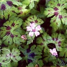 Geranium Katherine Adele