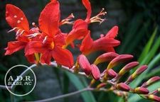 Crocosmia Lucifer