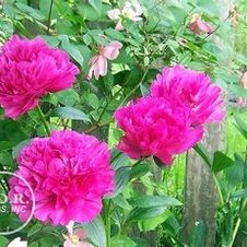 Paeonia Kansas