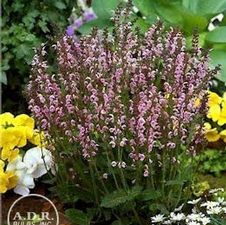 Salvia Eveline