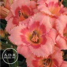 Daylily Strawberry Candy