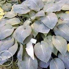 Hosta Wheaton Blue