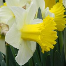 Daffodil large cupped 'Magnet'