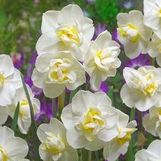 Daffodil bunch flowering 