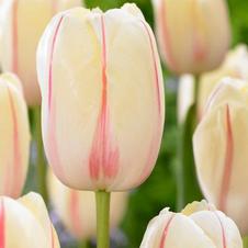 Tulip single late 'Camarque'