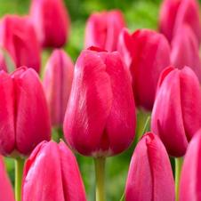 Tulip triumph 'The Cure'