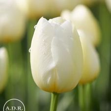 Tulip darwin hybrid 'Pays Bas'