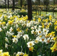 Daffodil long lasting 'All Season Mixture'