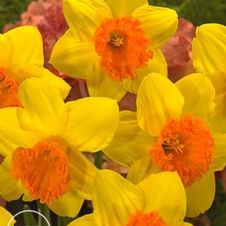 Daffodil large cupped 'Suada'