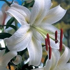 Lily Oriental 'Casa Blanca'