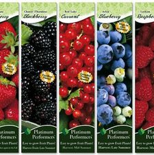Assortment: Fruit