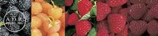Assortment: Raspberry
