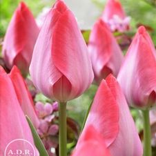 Tulip darwin hybrid 'Van Eijk'
