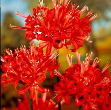 Lycoris spider lily 'Radiata'