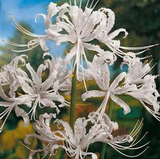 Lycoris spider lily 'Albiflora'
