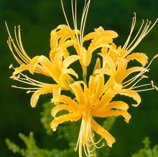 Lycoris spider lily 'Aurea'