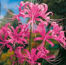 Lycoris spider lily 'Squamigera'