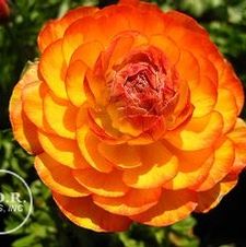 Ranunculus Orange