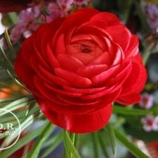 Ranunculus Red