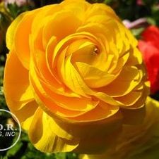 Ranunculus Yellow