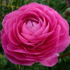 Ranunculus Pink