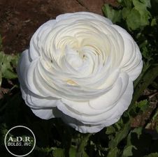 Ranunculus White