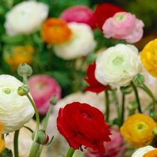 Ranunculus Mix