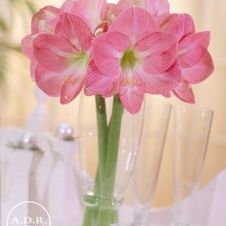 Amaryllis Dutch 'Pink Impression'