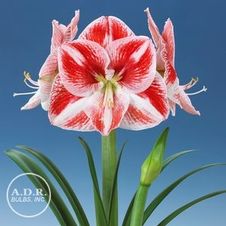 Amaryllis Dutch 'Popov'