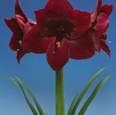 Amaryllis Dutch 'Red Pearl'