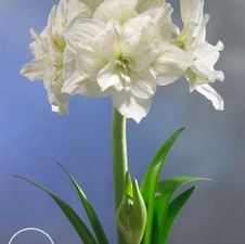 Amaryllis Dutch 'White Nymph'