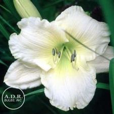 Daylily Cool it