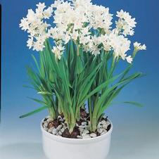 Paperwhite tazetta 'Paperwhite Ariel'