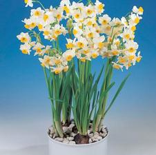 Paperwhite tazetta 'Paperwhite Chinese Sacred Lily'