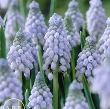 Muscari Azureum
