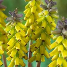 Muscari Golden Fragrance
