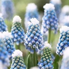 Muscari Mount Hood