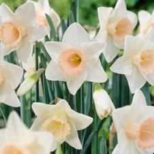 Daffodil large cupped 'Passionale'