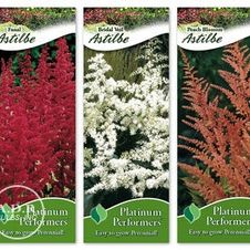 Assortment: Astilbe