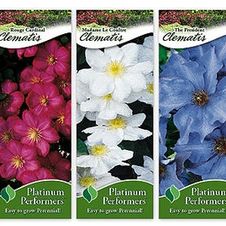 Assortment: Clematis