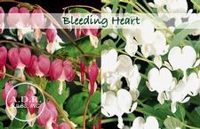 Assortment: Dicentra