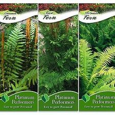 Assortment: Fern
