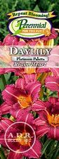 Assortment: Hemerocallis Platinum