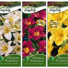 Assortment: Hemerocallis Repeat Bloom