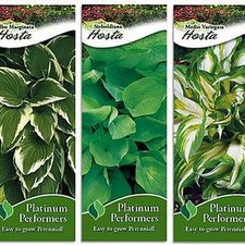 Assortment: Hosta