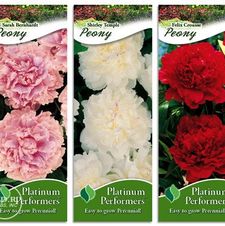 Assortment: Paeonia