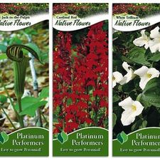 Assortment: Native Flower