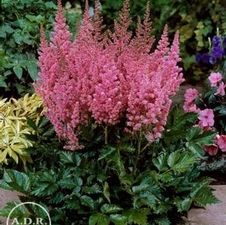 Astilbe Visions in Pink