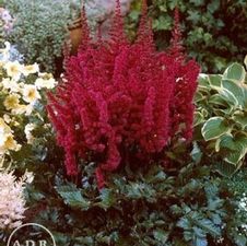 Astilbe Visions in Red