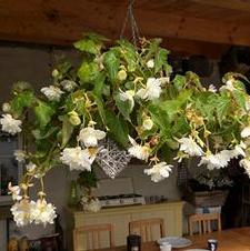 Begonia Unit 109- collection Double & Pendula